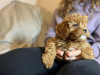 Additional photos: Cavapoo puppies