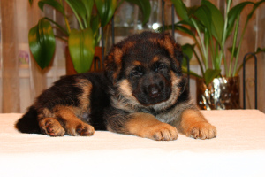 Photo №2 to announcement № 3790 for the sale of german shepherd - buy in Russian Federation private announcement