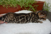 Photo №4. I will sell bengal cat in the city of Yekaterinburg. from nursery - price - 1350$