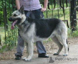 Photo №1. east-european shepherd - for sale in the city of Kazan | 349$ | Announcement № 7233