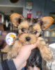 Photo №3. Yorkshire Terrier puppies available. United States