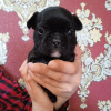 Photo №2 to announcement № 45691 for the sale of french bulldog - buy in Germany private announcement