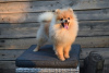 Additional photos: Pomeranian-Pomeranian Boo