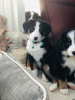 Photo №1. bernese mountain dog - for sale in the city of Словенски Гроб | negotiated | Announcement № 29023