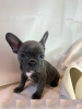 Photo №2 to announcement № 115767 for the sale of french bulldog - buy in Germany private announcement