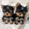 Photo №1. yorkshire terrier - for sale in the city of Братислава | negotiated | Announcement № 71113