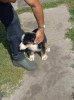 Additional photos: Bernese Mountain Dog