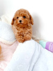 Photo №1. poodle (toy) - for sale in the city of Helsinki | negotiated | Announcement № 88142