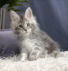 Photo №1. maine coon - for sale in the city of Флорида Сити | Is free | Announcement № 96560