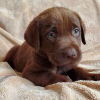 Photo №2 to announcement № 125267 for the sale of labrador retriever - buy in Germany private announcement