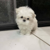 Photo №4. I will sell maltese dog in the city of Vienna. private announcement - price - negotiated