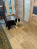 Photo №4. I will sell border collie in the city of Kursk.  - price - negotiated