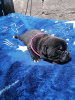 Photo №3. Cane Corso puppies for sale. Ukraine