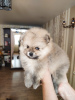 Photo №3. Pomeranian puppies are offered for reservation.. Belarus