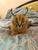 Additional photos: caracal and caracat kittens available