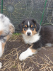 Photo №1. australian shepherd - for sale in the city of St. Petersburg | negotiated | Announcement № 69332