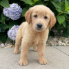 Photo №1. golden retriever - for sale in the city of Berlin | Is free | Announcement № 125087