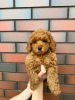 Photo №2 to announcement № 123076 for the sale of poodle (toy) - buy in Portugal breeder