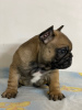 Photo №4. I will sell french bulldog in the city of Belgrade. breeder - price - negotiated