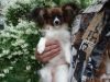 Photo №3. Papillon puppy girl - Marie Ross Marietta. Russian Federation