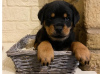 Photo №1. rottweiler - for sale in the city of Geneva | Is free | Announcement № 18364