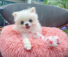 Photo №1. pomeranian - for sale in the city of Jenalöbnitz | Is free | Announcement № 82520