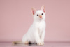 Photo №3. Kitten looking for a home. Russian Federation