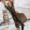 Photo №2 to announcement № 107952 for the sale of bengal cat - buy in Germany breeder
