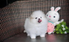 Additional photos: Two Friendly Teacup Pomeranian Puppies for sale