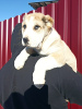Photo №4. I will sell central asian shepherd dog in the city of Rechytsa. from nursery, breeder - price - 377$