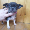 Photo №1. chihuahua - for sale in the city of London | Is free | Announcement № 15528
