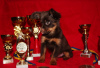 Photo №2 to announcement № 7625 for the sale of russkiy toy - buy in Ukraine from nursery, breeder