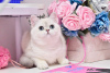 Photo №1. british shorthair - for sale in the city of Dnipro | 800$ | Announcement № 36928