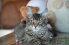 Photo №1. maine coon - for sale in the city of St. Petersburg | 598$ | Announcement № 7663