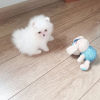 Additional photos: Pomeranian puppies