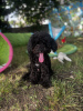 Photo №3. Two Poodle Boys. Italy