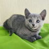 Photo №1. russian blue - for sale in the city of Paris | 264$ | Announcement № 124271