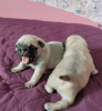 Photo №1. pug - for sale in the city of Pieksämäki | 359$ | Announcement № 120634