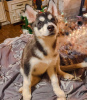 Photo №1. siberian husky - for sale in the city of Kherson | 244$ | Announcement № 8522