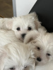 Photo №3. Maltese puppies. Serbia