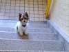 Photo №4. I will sell yorkshire terrier in the city of Пардубице. private announcement - price - 10000$