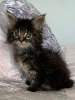 Photo №3. Golden Maine Coon Kittens available. Germany