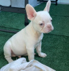 Additional photos: French bulldog puppies for sale)