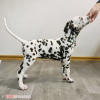Photo №4. I will sell dalmatian dog in the city of Kiev. private announcement - price - 1081$