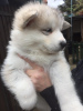 Photo №1. alaskan malamute - for sale in the city of Berlin | Is free | Announcement № 123631