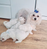 Photo №1. maltese dog - for sale in the city of Charleston | 300$ | Announcement № 103944