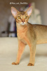 Photo №2 to announcement № 58181 for the sale of abyssinian cat - buy in Russian Federation from nursery, breeder