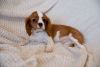 Photo №2 to announcement № 43858 for the sale of cavalier king charles spaniel - buy in Czech Republic private announcement