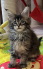 Photo №2 to announcement № 97152 for the sale of maine coon - buy in Russian Federation from nursery