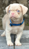 Photo №1. pug - for sale in the city of Kula | negotiated | Announcement № 120965